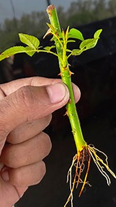 How to propagation rose plant at home || New hormone method to use grow #shortvideo #Flowers #gerdan #reelsvideoシ #viewers #garden #GardenDesign #gardenlife #short #gardaning #reelsvideo #Banana #shorts | Ashik Muztaba