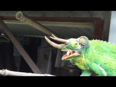 Jackson Chameleon Handfeeding