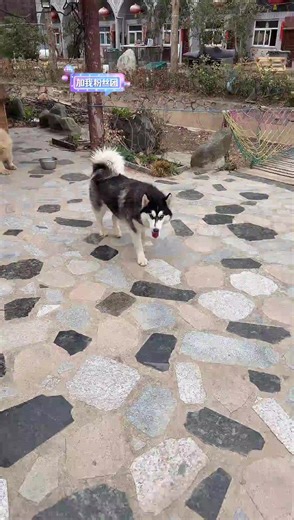 【豫西小丁】2026.03.16 15时