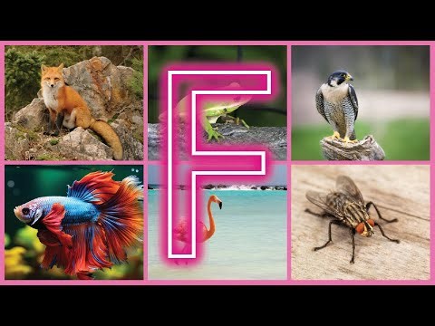 Animals Names Beginning with F – Easy and Exciting Facts for Learners