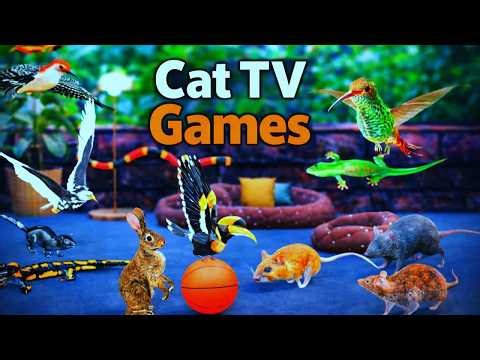 Best Cat TV for Cats to Watch 🐱 | Fast Moving Birds, Mouse, Lizard & Bugs | Interactive Cat games 4k