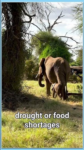 Why Slow Reproduction Is Killing Elephants – The Hidden Threat | #animalshorts #wildlife