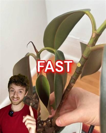 This Rubber Tree Is Dying — Here’s Why