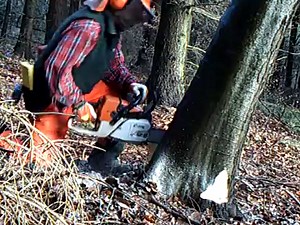 "Haltebandtechnik"- Sichere Baumfällung für Jedermann.....