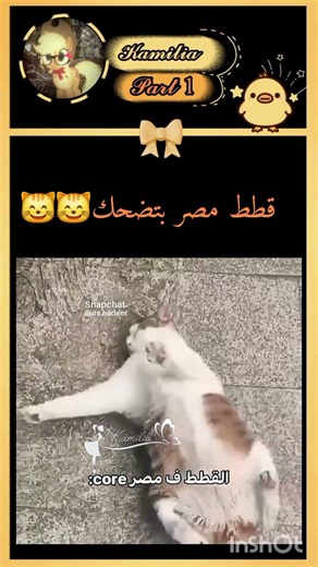 قطط مصرcore #القطط_لكاميليا_وبس😼🎀🫶🏻