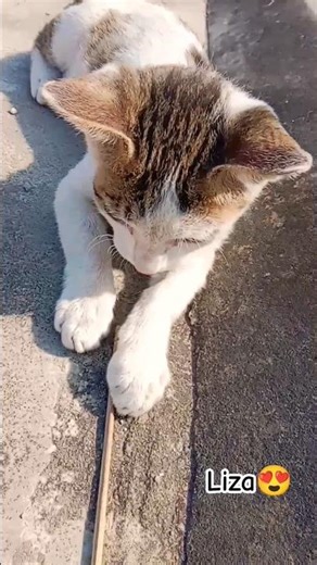 abhi mehnat kr leti hu mai 😻 #shorts #youtubeshorts #cat #viral #catlife