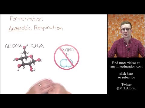 What is Fermentation (Anaerobic Respiration)?