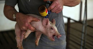 How factory farms are making the antibiotics we use less effective against disease