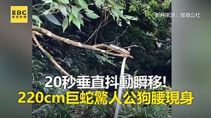 166K views · 1K reactions | 20秒垂直抖動瞬移！220cm巨蛇驚人公狗腰現身 #丸仔編：這隻蛇其實想成為網紅吧？XD ●屋頂激情交纏！5米紫晶蟒撞破天花板…夫妻嚇壞 https://news.ebc.net.tw/News/fun/171875 最新藝人八卦動態快追蹤【東森娛樂IG】→https://bit.ly/2VAqzOt 影片來源：爆廢公社 #扭腰 #森林 #蛇 | 東森新聞 | Facebook