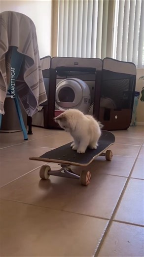 smart Cat |“This Cat Is Smarter Than You Think! 😲🐱”|#pets #animals #shorts