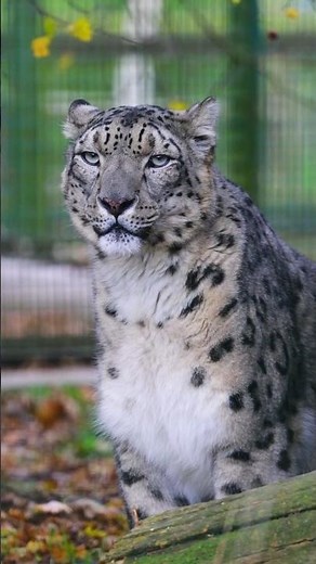 Snow Leopard Secrets