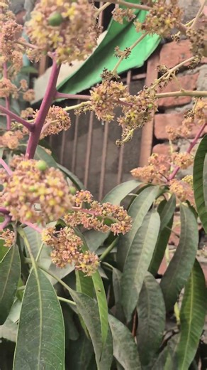 मेरा आम का सारा फूल गिर गया | Mango plant flowering dropping problem