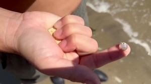 Dead Horse Bay is Loaded with Forgotten Treasures – Unbelievable Finds!