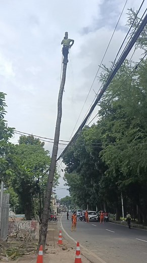 coconut tree cutting process #fyp #viral #woodworking #logger #stihl #stihlchainsaw #tebangpohon @sorotan | Riki Nofa Riyanto