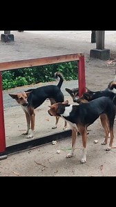 4.9M views · 90K reactions | Funny Mirror Prank on Dog | Hilarious Dog Reaction Video #prank #mirrorprank #funny #funydogvideo #funnyPrank #funnyvideo | All Time Bast Fun Tv | Facebook