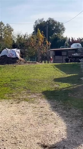 43 reactions | #cani #cane #dog #dogs #lovedogs #dogsofinstagram #bau #bracco #braccoitaliano #leormedellafenice | Le Orme della Fenice Educazione | Facebook