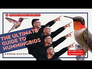 What Hummingbird is in YOUR Yard?