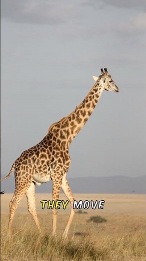 Amazing Facts About Giraffes