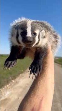 out here collecting pokémon 🫡 #animals #snakes #badger #herping