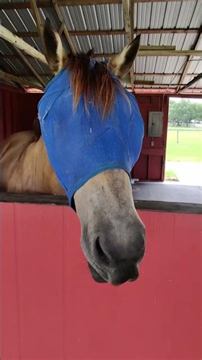 You won't believe my horse's reaction to this joke! 🐴😆 #horse #funny #shorts