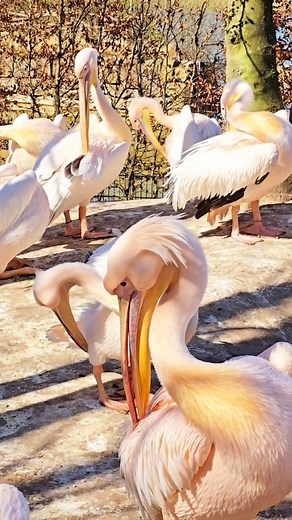 My first time seeing this | Nene Destiny