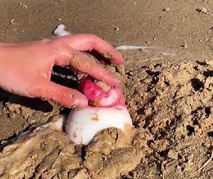 45M views · 27K reactions | Unbelievable marine creatures we've found in beach sand! | Green Bean | Facebook