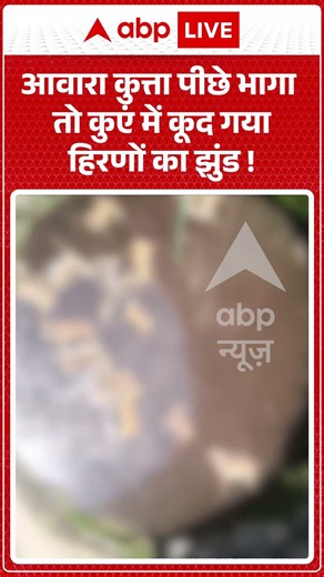 Viral Video | आवारा कुत्ता पीछे भागा तो कुएं में कूद गया हिरणों का झुंड | #ytshorts #breakingnews