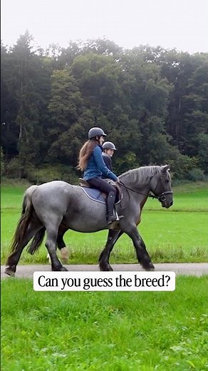 Which Horse Breed is this? 🐴😍 #horse #game #trivia