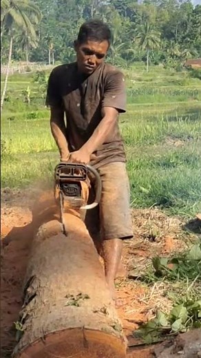 Belah kelapa pakai sinso #stihl #chainsawstihl #shorts #short