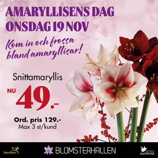 Välkommen måndag! Vi närmar oss advent sakta men säkert. Men först har vi Amaryllisens dag nu på onsdag, Det ska vi fira med kanon erbjudande på både snittamaryllis och Amaryllis i kruka. Erbjudandet gäller redan från och med idag så passa på att frossa i amaryllisar. Gäller i båda butikerna. #blomsterhallenuppsala #uppsala #blommor #blommoriuppsala #florist | Blomsterhallen, Uppsala