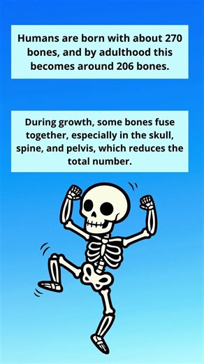 Human bones from infancy to adulthood