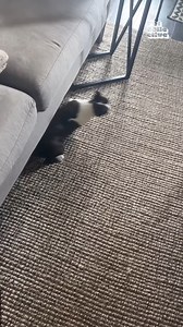 Did somebody say POPCORN?! 🤣🍿🍿 #BostonTerrier #Funny #DogVideos #Dog | The Pet Collective