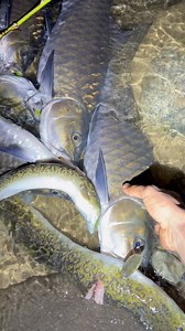 Ikan mahser jumbo | Bang Tor Fishing