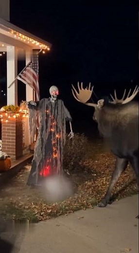 Moose Gets Scared by Halloween Statue