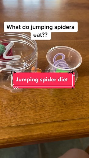 What do my jumping spiders eat? #jumpingspiders #petjumpingspider #canadianjumpingspider #jumpingspiderbreeder #regaljumpingspider #phiddipusregius #jumpingspideroftiktok #jumpingspiderdiet #jumpingspidereating