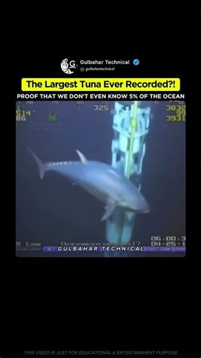 The Largest Tuna Ever Caught on Camera! 😱🐟