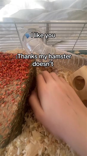 Emily🔅🐴🤍🌺 (@emilyandpeanut_4ever)’s video of Hamsters