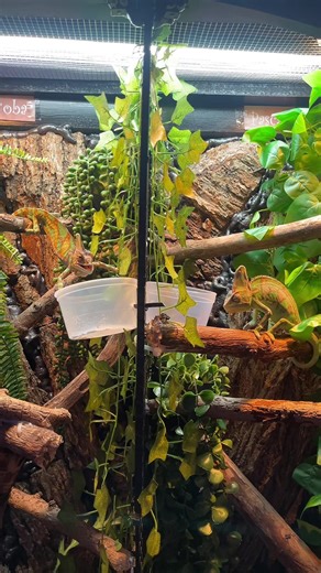 Chameleon Dinner Time: Feeding Panther Chameleons
