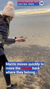 This octo-mom and her eggs are back in the sea! 🐙 | Daily Mail Video