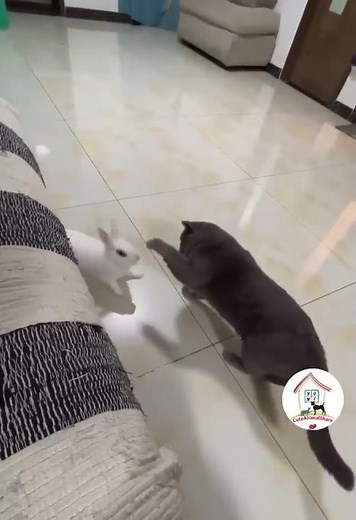 Cat VS Bunny! 😺🐰💪😂😂