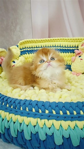 Bruno Scottish Fold Chocolate Male