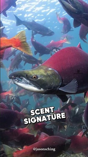 The EPIC JOURNEY of Life and Death | Sockeye Salmon Migration #animalfacts