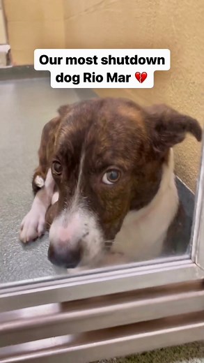 48K views · 2.6K reactions | Our most shutdown dog  Rio Mar is a...