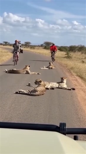 192 reactions | Only in Africa | African Safari Guide | Facebook