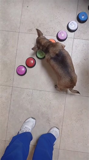 Best Amazon Finds Cool Gadgets, Dog Talking Buttons #AmazonFinds #AmazonGadgets #DogGadgets