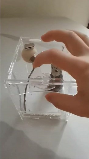 Jumping Spider Enclosure, Acrylic Insect Terrarium, Praying Mantis Habitat, Bug Enclosure