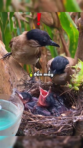 Interesting fact about the boy helping to save the bird's nest 🕊️