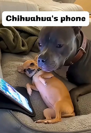 Chihuahua's Funny Phone Antics
