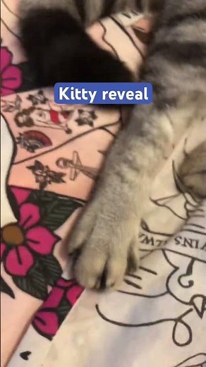 :3 #cat #cute time is ticking……. I’m waiting