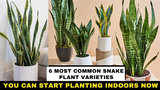 How to grow the most popular snake plant varieties indoors